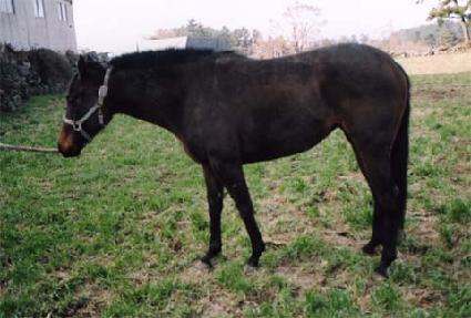 �������� ����