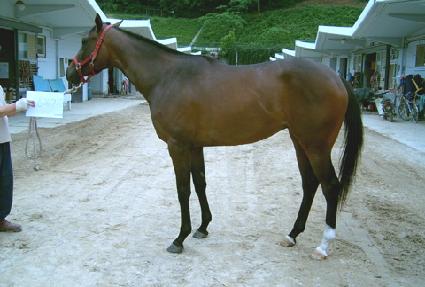 ��Ʈ����Ʈĳ�� ����