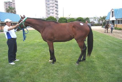 ������ ����