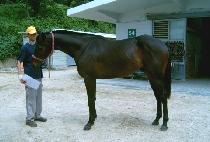 ��ġ���� (RICH MARKET) ����