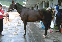 �½���Ʈ (GOOD SPURT) ����