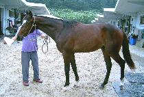 ȫõ�� (HONGCHEONGANG) ����