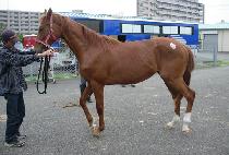 ����è�Ǿ� (WORLD CHAMPION) ����