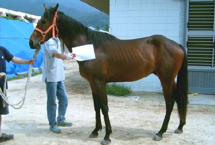 ö�⺴ ����