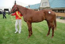 �̽�Ʈŷ (EAST KING) ����