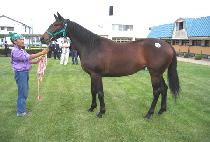 ����� (NORTHERN PEARL) ����