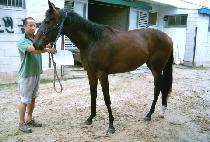 Ȳ�ʷ� (HWANGCHORYEONG) ����