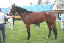 �¾����� (TAEYANG JILJU) ����