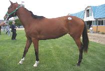 ŷ����� (KINGDOM HEAVEN) ����