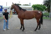 ��ǰ (SINPUM) ����