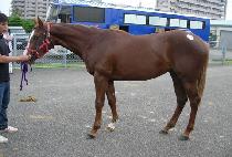 ��� (UGIL) ����