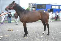 ������Ʈ (NEW LIGHT) ����