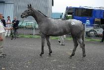 ����ǹ� (NORTHERN SILVER) ����