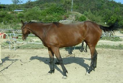 �̽���ī�� ����