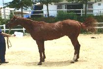 �����ÿ��� (WONDERFUL WEDDING) ����