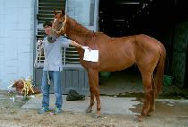 �������� (SARAH MACKENZIE) ����