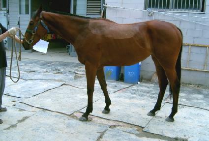 ��Ƽ�÷��� ����