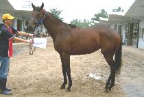 �������� (PROUD QUEEN) ����