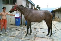 ���ʷκ� (MACHO LOBO) ����