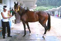 Ŭ�����ϵ� (CLASSIC YIELD) ����