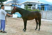 ����Ʋ (TURN TURTLE) ����