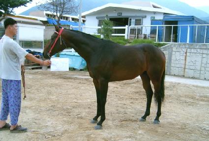 ����Ʋ ����