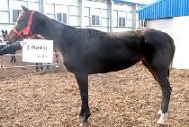 ������� (OPERA DIVA) ����