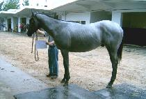 ���з��� (PALMILLA DAWN) ����