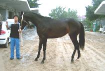 Ÿ����� (TOWN VAUDEVILLE) ����