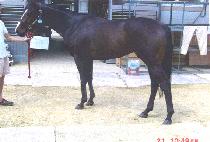 ��������� (COLE��S WAGER) ����