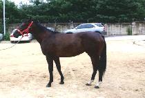 ���Ϸ������� (SILENCE ROSE) ����