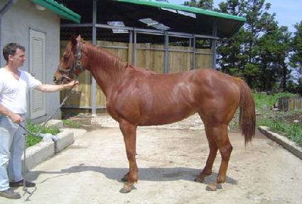 �ŵ鸮 ����