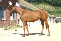 ���̳ζ��� (FINAL ROUND) ����