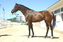 �ȹ渶�� (ANBANG MANIM) ����