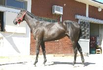 �����ϳ� (OJIKHANA) ����