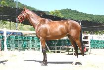 �������� (SEONBALJEIN) ����