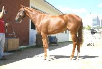 ������� (ALKONG DALKONG) ����