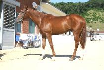 ���̽���� (DAISHIN HEAD) ����