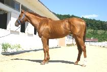 ������ (DAECHUJIN) ����