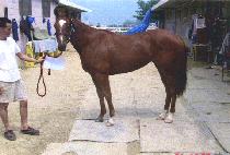 ��Ű�Ϲ㽩 (BIKINI BOMBSHELL) ����