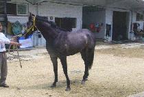 ���������Ű�� (RUNAWAY WEKIVA) ����