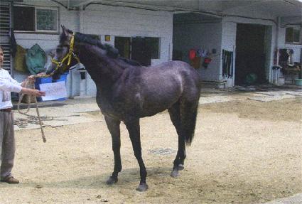 ���������Ű�� ����