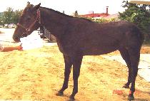 �ܵ�Ŭ���� (DARNED CLEVER) ����