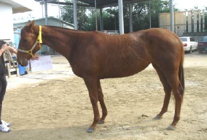 ����ƾ����Ʈ ����