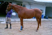 ��Ʋ������� (LITTLE RED WOLF) ����