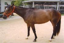 ������� (DEERFOX) ����