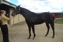 �ݹ��� (GUEMMUNPA) ����