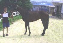 ��ī�� (SKY) ����