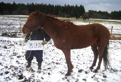 ������ ����