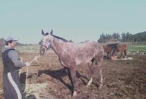 �򷣵� (BIG LAND) ����